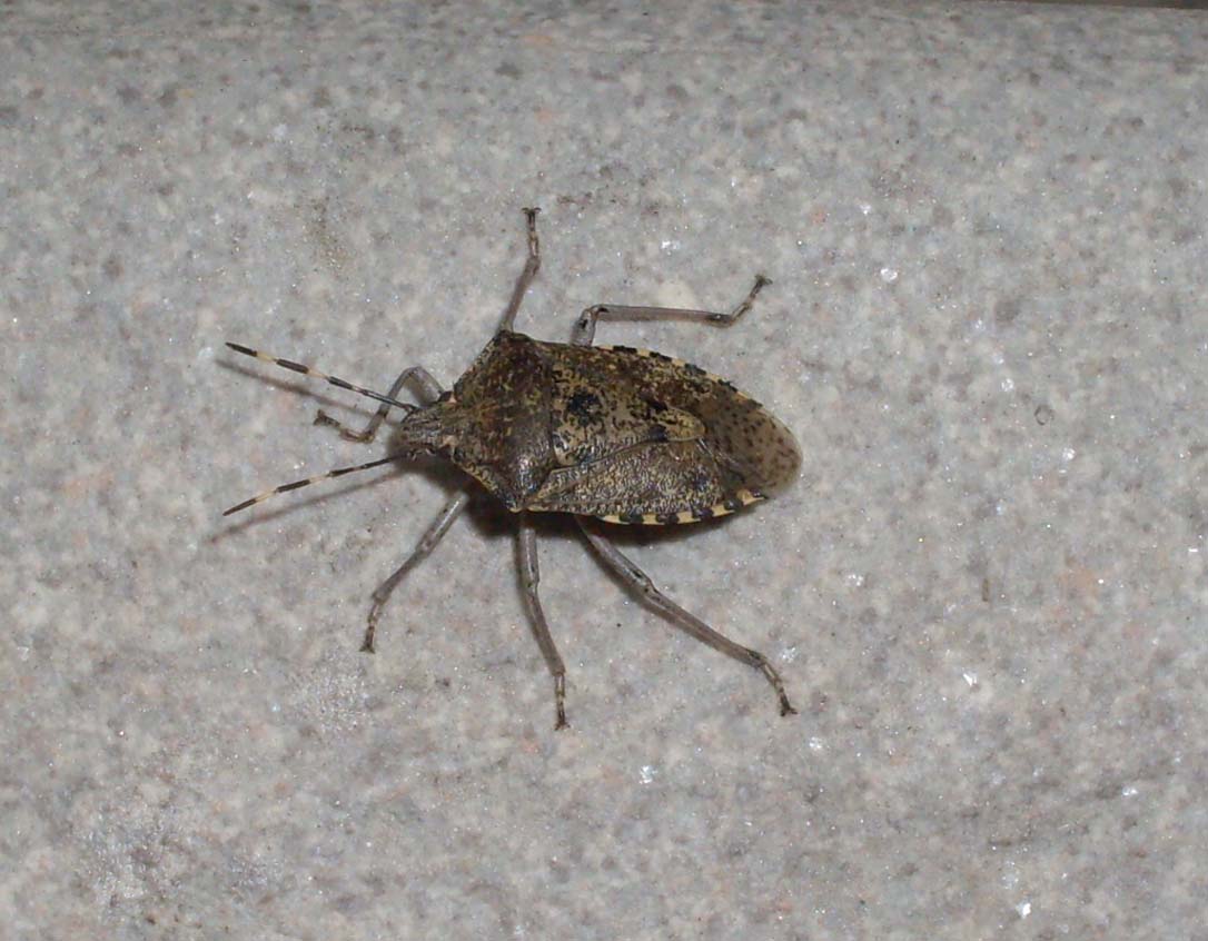 Pentatomidae: Rhaphigaster nebulosa del Torinese